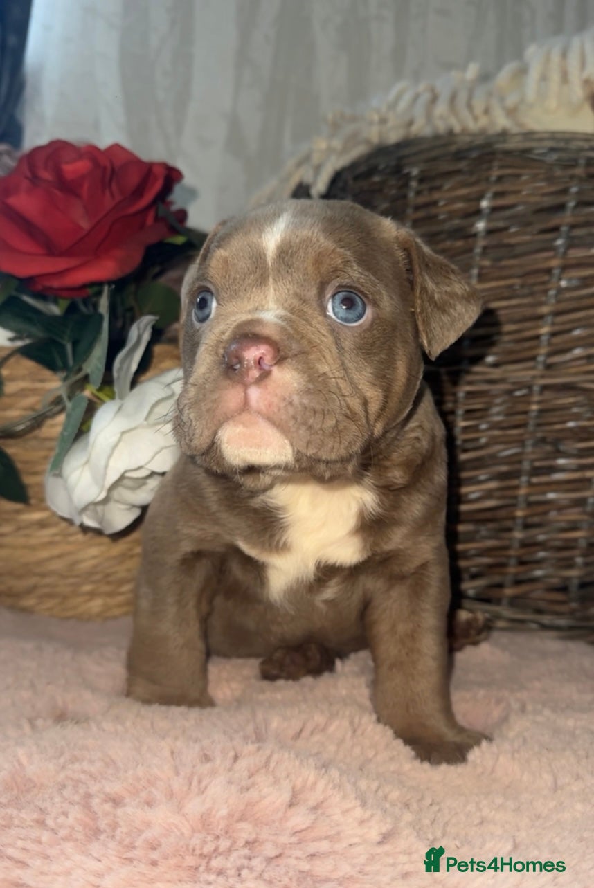 Olde English Bulldogge dogs Beautiful Olde English bulldog  - Advert 3