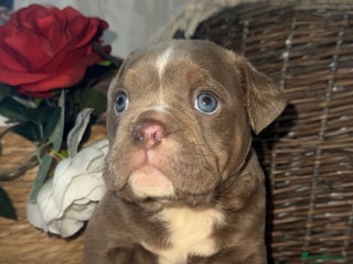 Olde English Bulldogge dogs Beautiful Olde English bulldog - Advert 2