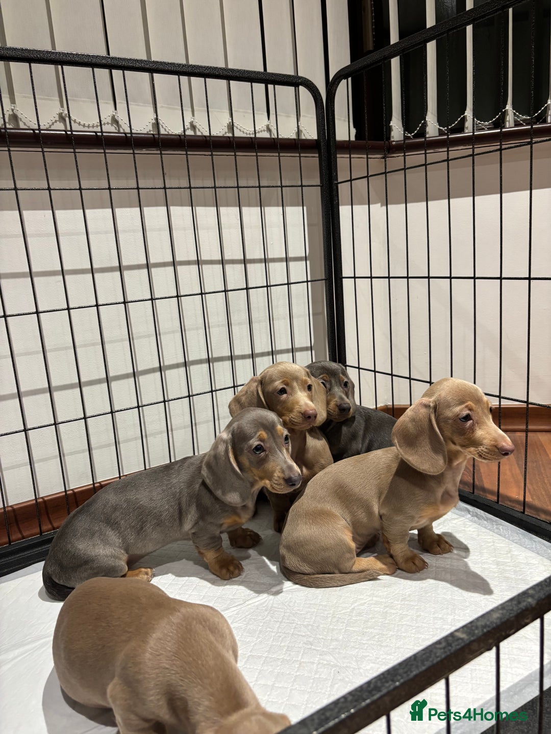 Miniature Dachshund dogs for sale: Outstanding Minature Dachshunds Puppies For Sale  - Image 6