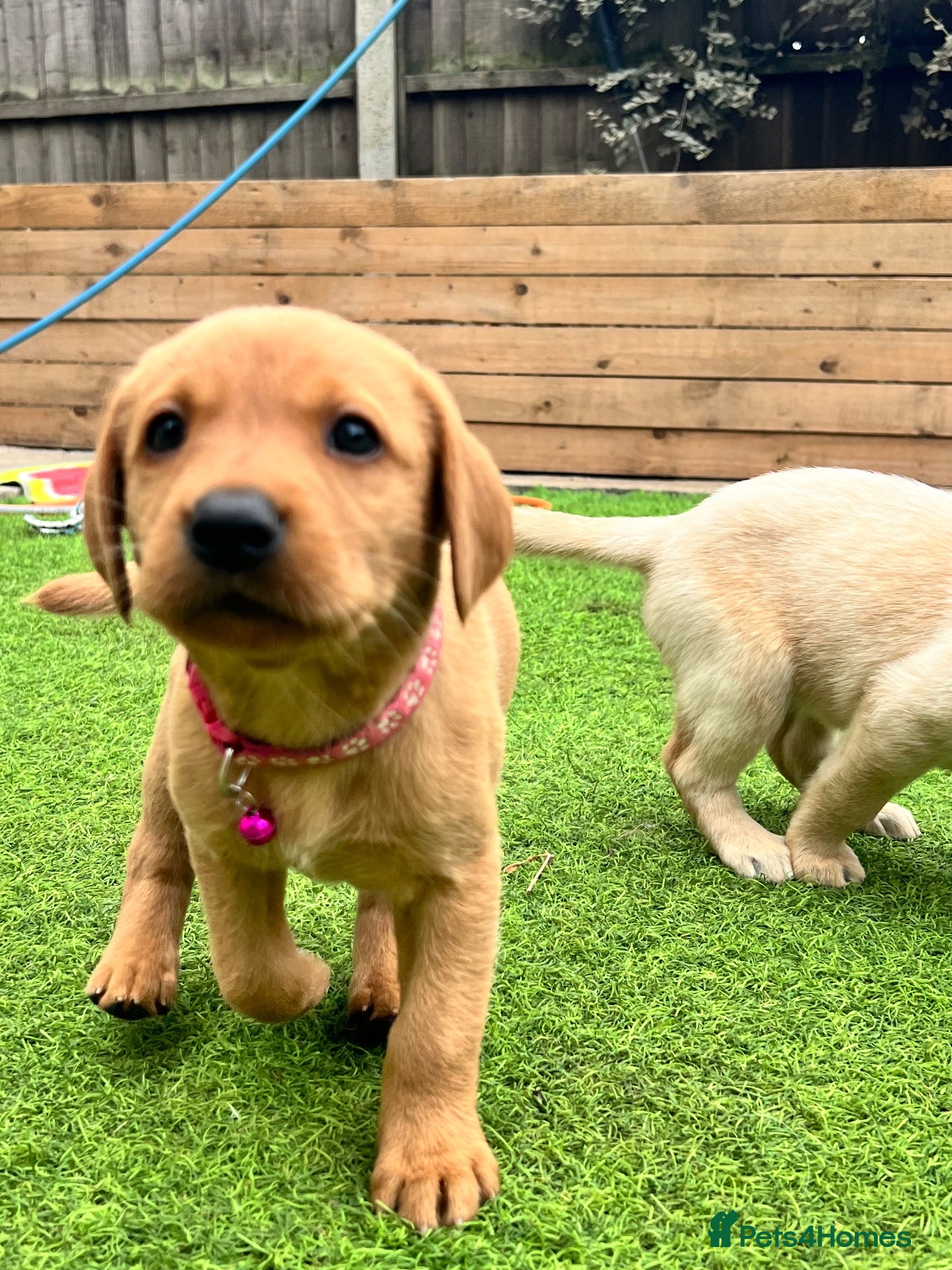 Labrador Retriever dogs Stunning KC Registered Labrador Puppies 🐾 - Advert 2