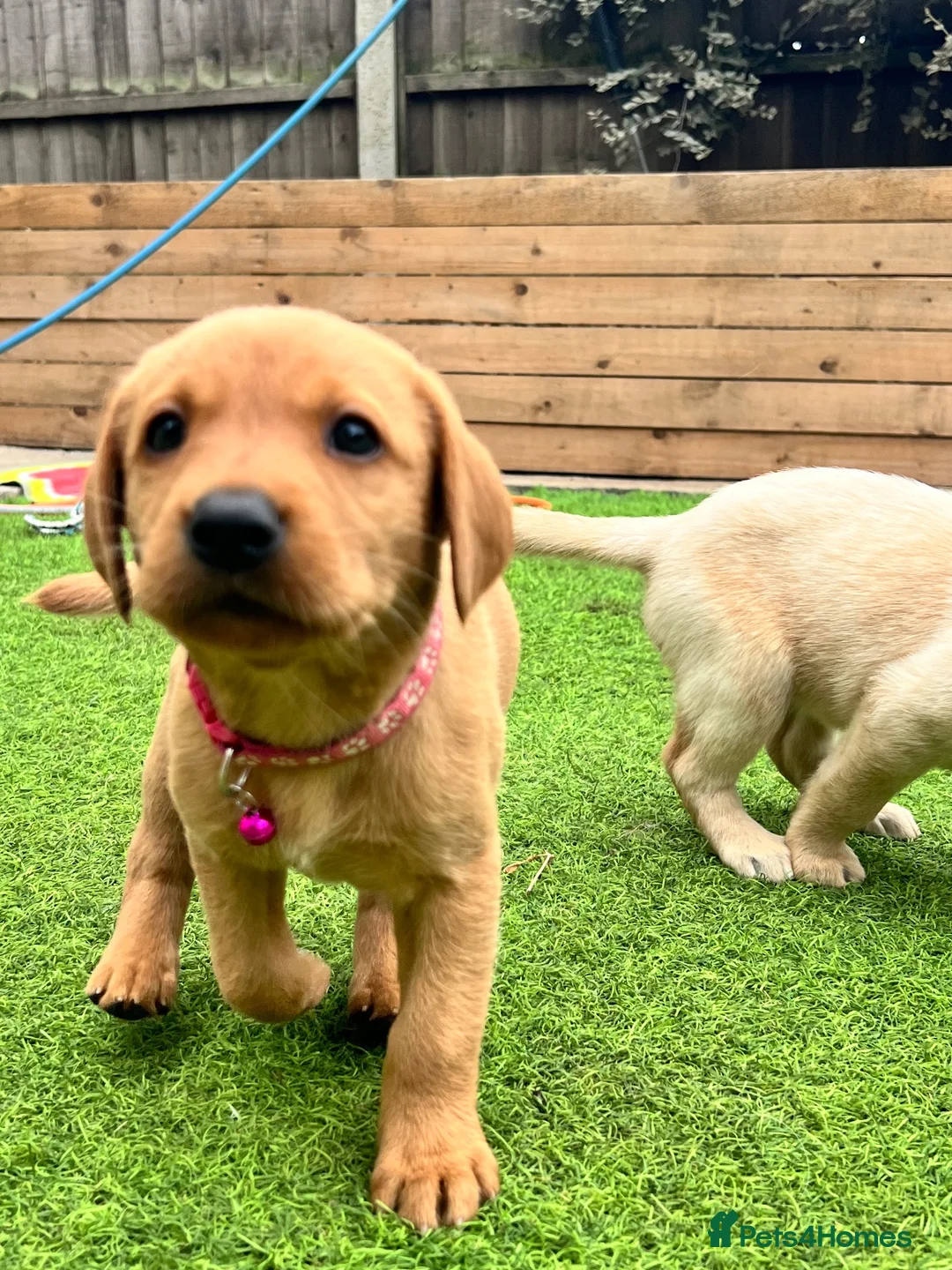 Labrador Retriever dogs for sale: Stunning KC Registered Labrador Puppies 🐾 - Advert 2