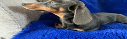 Miniature Dachshund dogs for sale: Minature daschund female - Advert 5