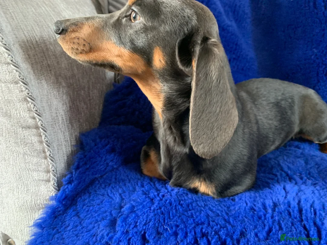 Miniature Dachshund dogs for sale: Minature daschund female - Advert 5
