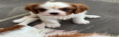 Cavalier King Charles Spaniel 2