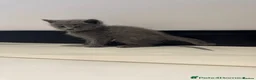 Russian Blue cats for sale: Russian Blue Cross Kittens Ready for New Homes - Advert 2