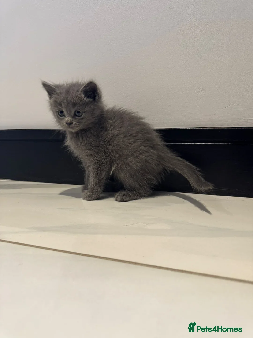 Russian Blue cats for sale: Russian Blue Cross Kittens Ready for New Homes - Advert 2