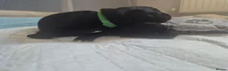 German Shepherd dogs for sale: German Shepherd Puppies Seeking New Humans - Advert 8