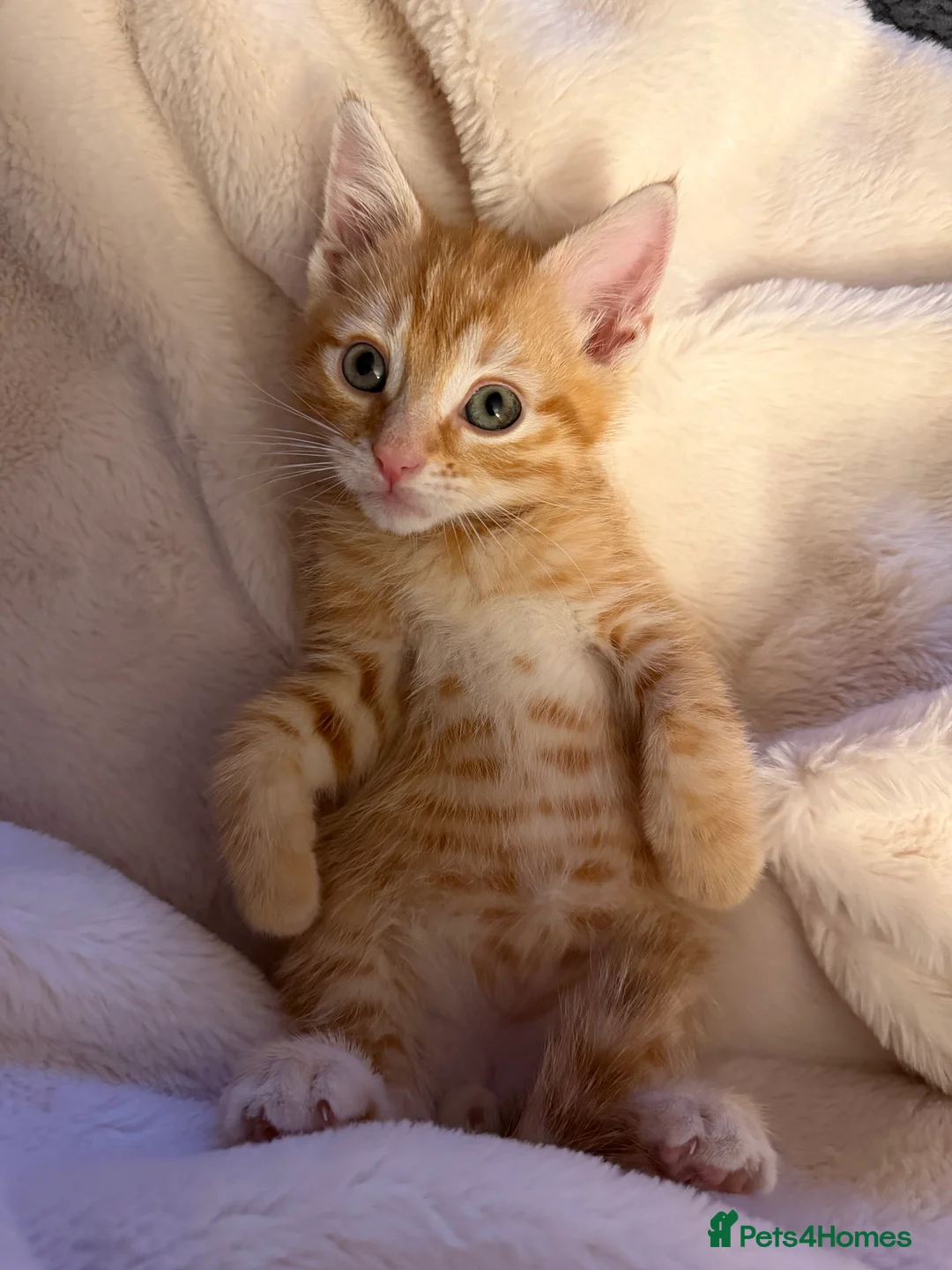 Mixed Breed cats for sale: Beautiful Ginger kitten - already vaccinated  in London - Advert 1