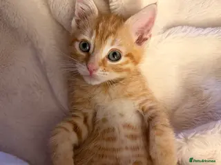 Mixed Breed cats Beautiful Ginger kitten - already vaccinated - Advert 1