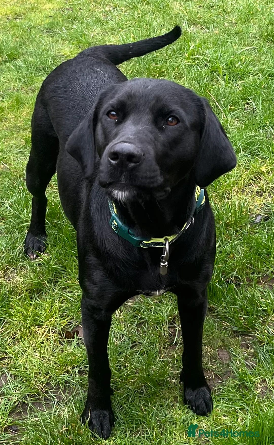 Labrador Retriever dogs for sale: Beautiful female  - Advert 2