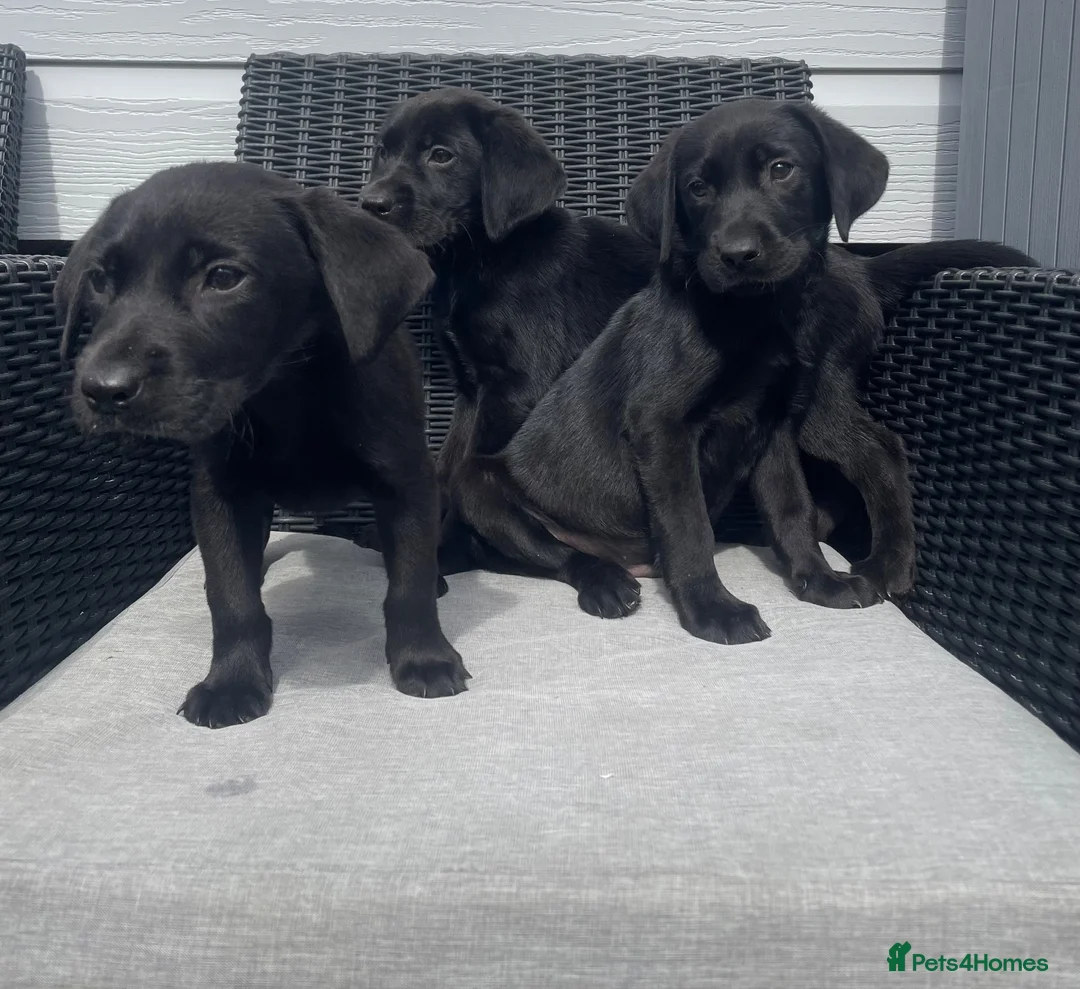Labrador Retriever dogs for sale: Beautiful lab boy  - Advert 2