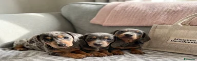 Miniature Dachshund Puppy 1 blue/tan ⁸
