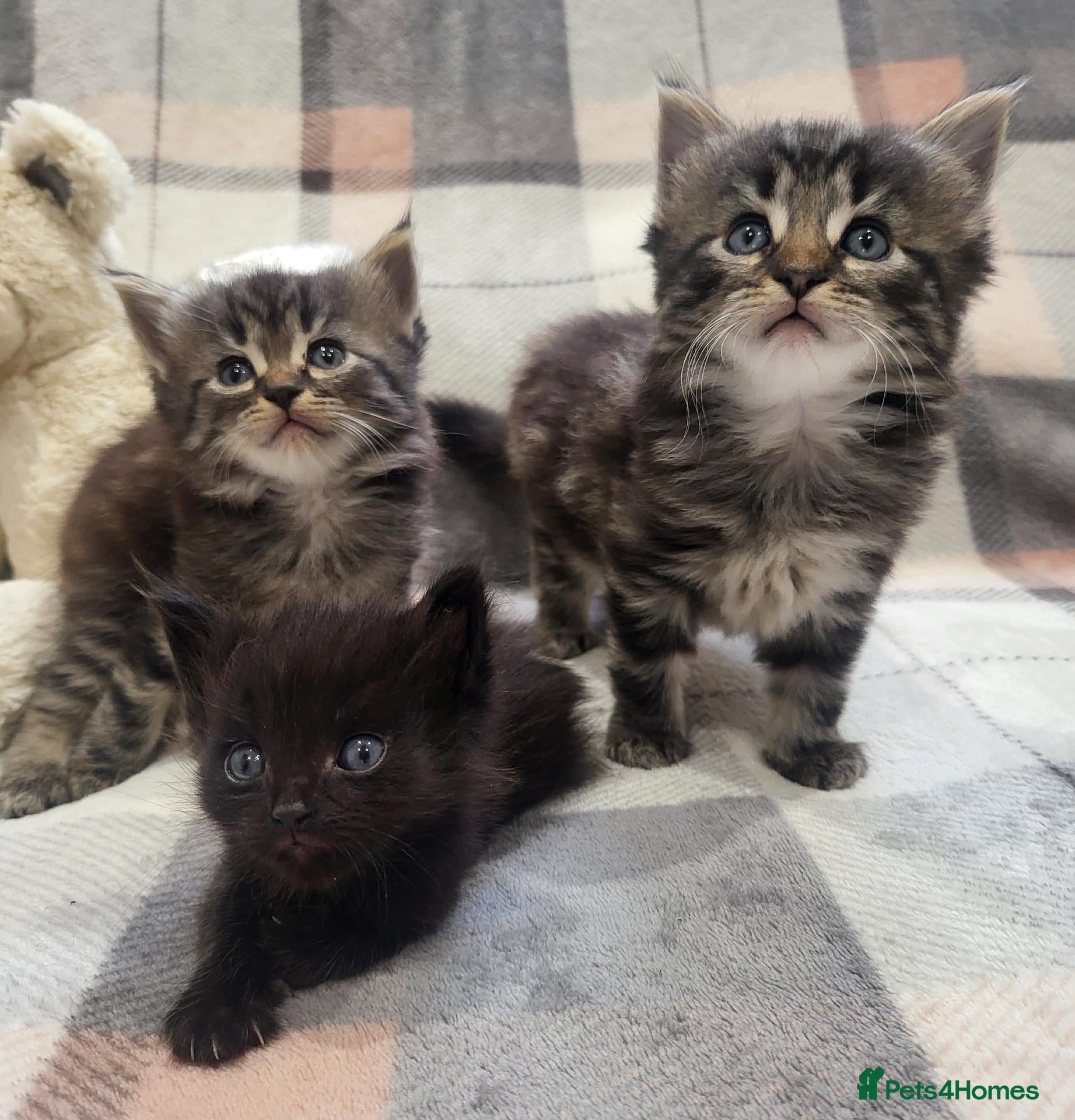 Siberian cats Adorable Kittens Looking for Loving Homes! 🐾 - Advert 6