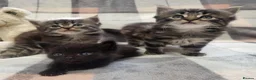 Siberian cats for sale: Adorable Kittens Looking for Loving Homes! 🐾 - Advert 1