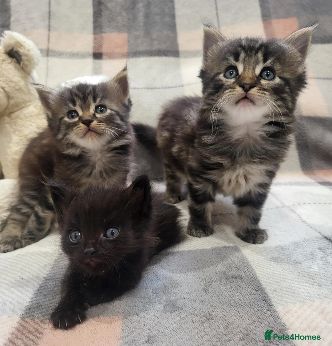 Siberian cats for sale: Adorable Kittens Looking for Loving Homes! 🐾 - Advert 1