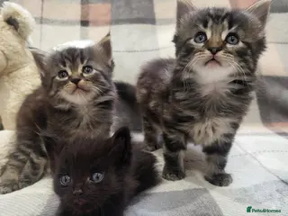 Siberian cats Adorable Kittens Looking for Loving Homes! 🐾 - Advert 6