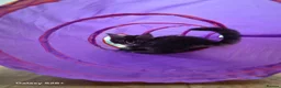 Maine Coon cats for sale: Licensed breeder-maine coon  - Advert 4