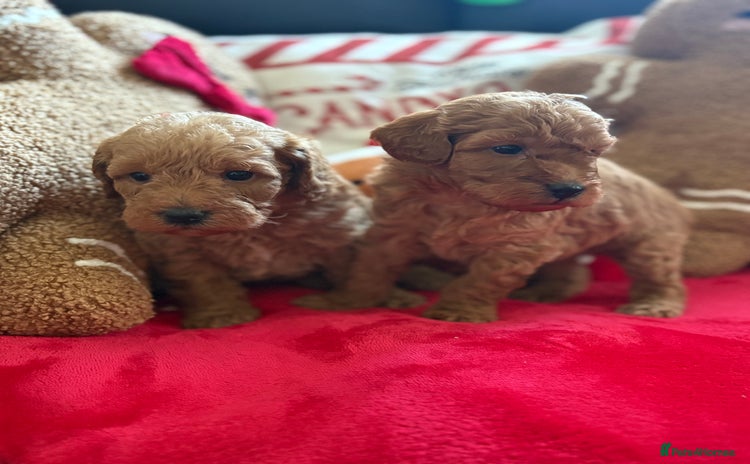 Jackapoo dogs Beautiful litter of 6 F1B Jackapoos - Advert 2