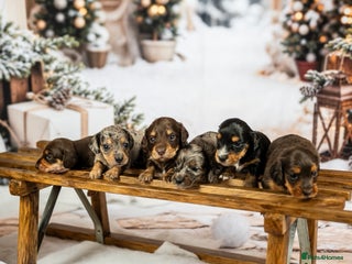 Miniature Dachshund dogs 6 KC miniature dashound puppies - Advert 1