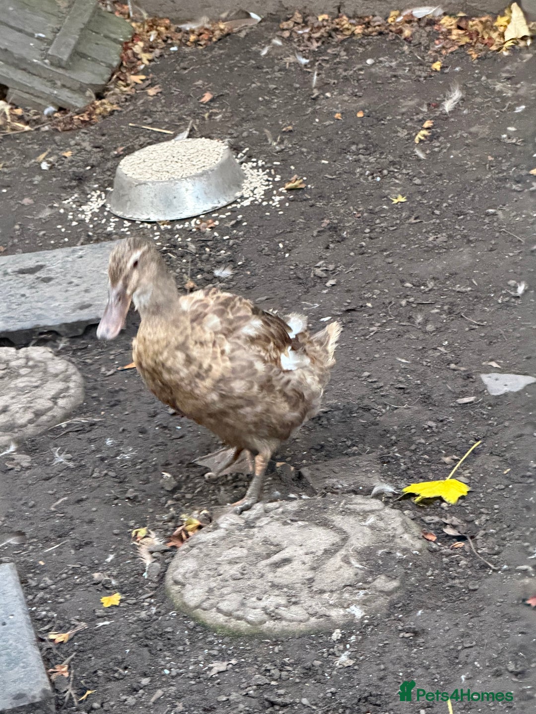 Ducks poultry for sale: 4 mixed ducks for sale - Image 6