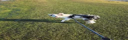 Border Collie dogs for sale: Marshall Blue merle border collie - Advert 4