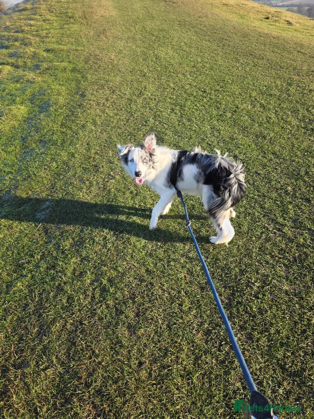 Border Collie dogs for sale: Marshall Blue merle border collie - Advert 4