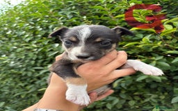 Border Collie dogs for sale: Border collie puppies ** Ready to Leave ** - Image 11