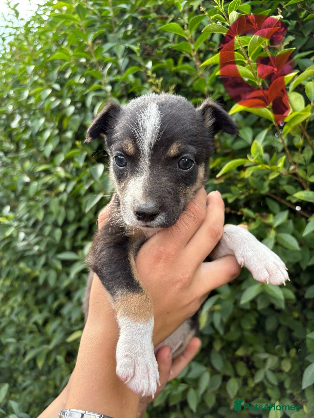 Border Collie dogs for sale: Border collie puppies ** Ready to Leave ** - Image 11
