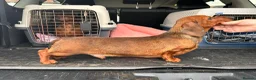 Dachshund dogs for sale: Beautiful miniature dachshund puppies - Advert 18