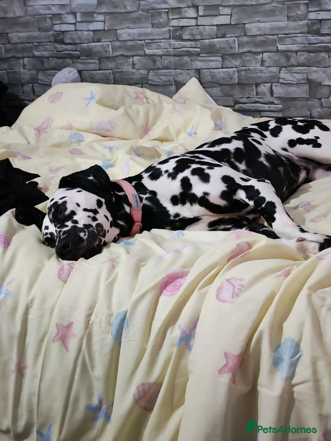 Dalmatian dogs for sale: Dalmatian needs a good home - Advert 11