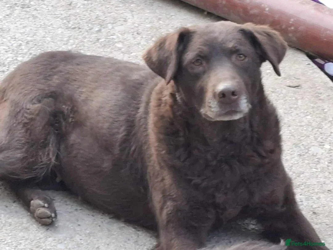 Labrador Retriever dogs for adoption: Moka! - Advert 1