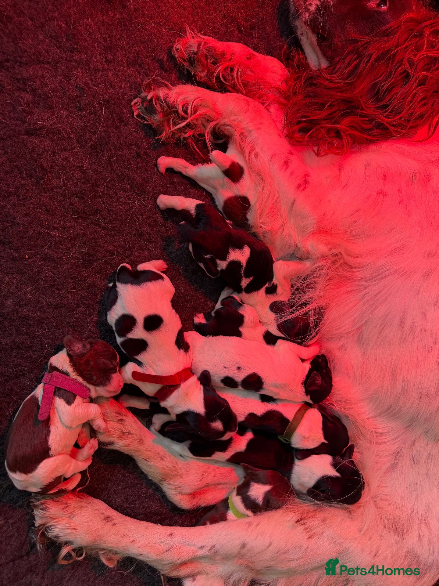English Springer Spaniel dogs KC Reg - Liver & White x Black & White *Docked* - Advert 1
