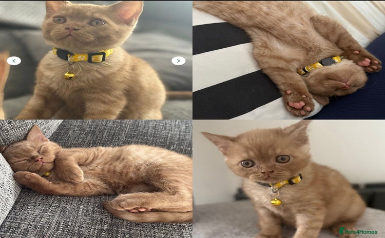 British Shorthair cats in Cradley Heath - Advert 10
