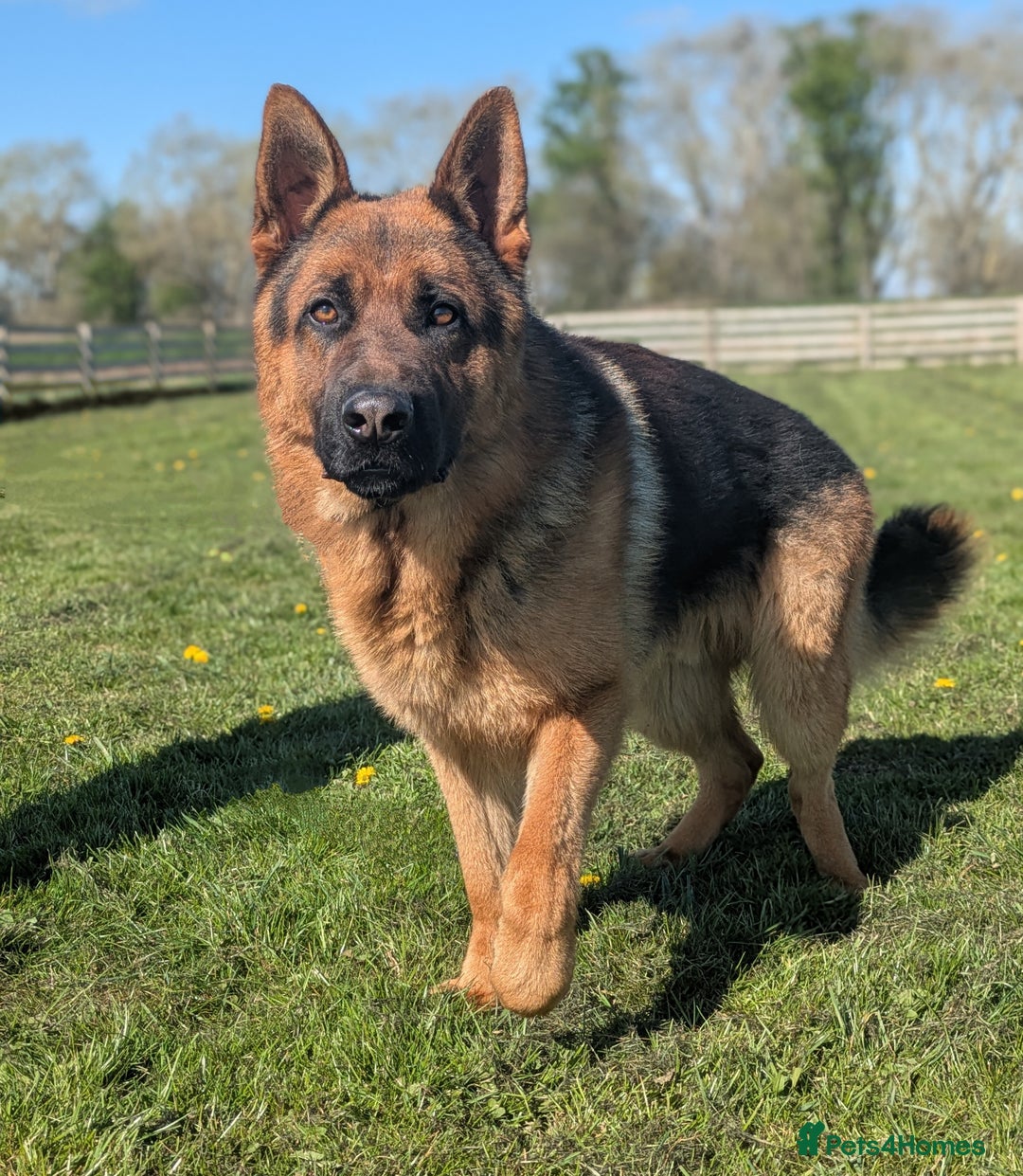 German Shepherd dogs for stud: Top Quality Import Stud 🏆 Health Teased Clear  - Image 1