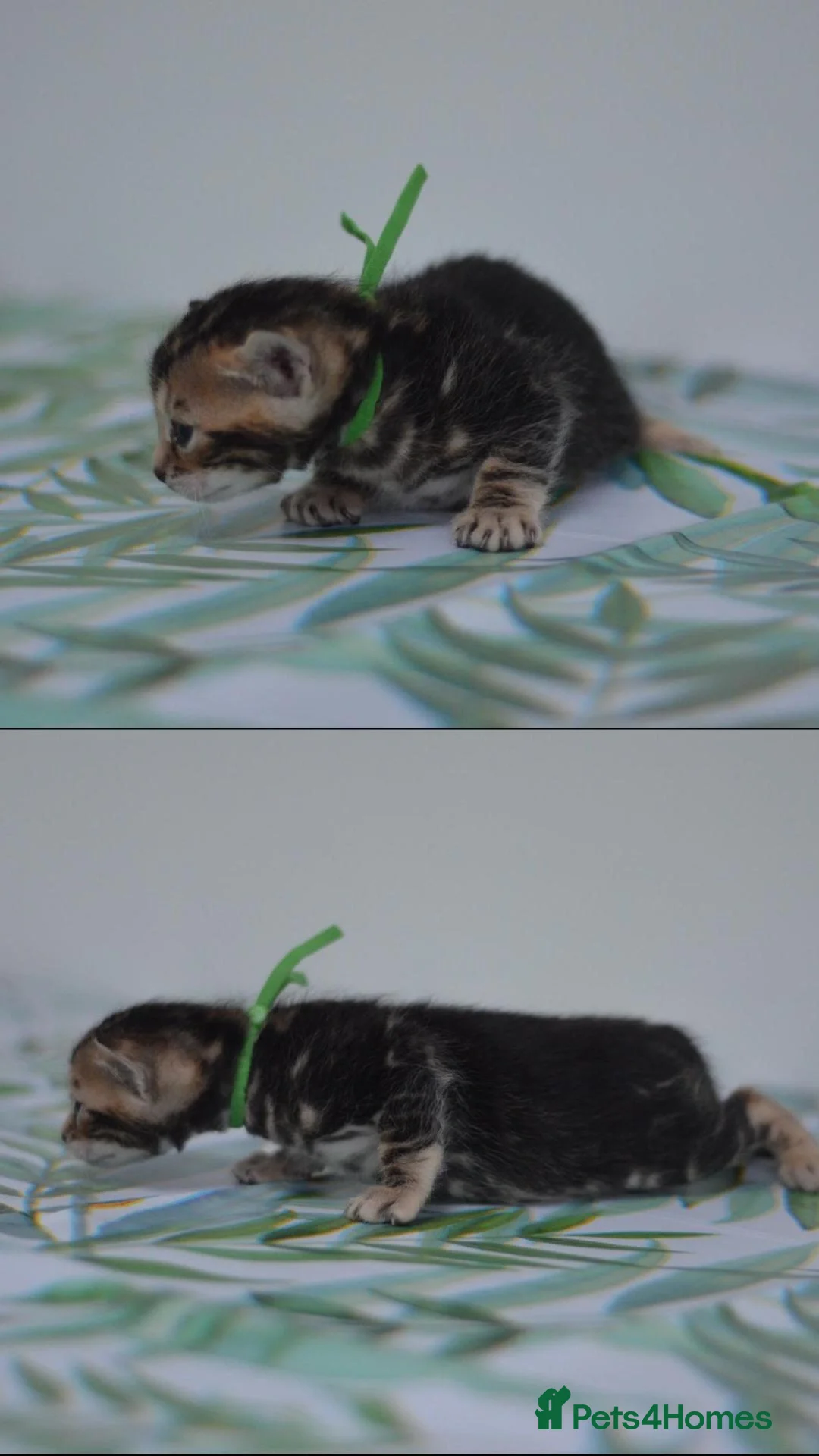 Bengal cats for sale: ☁️THEBENAMESELAB - BENGAL KITS☁️ - Advert 4