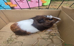 Guinea Pig rodents for sale: Lovely natured guinea pigs - Image 4