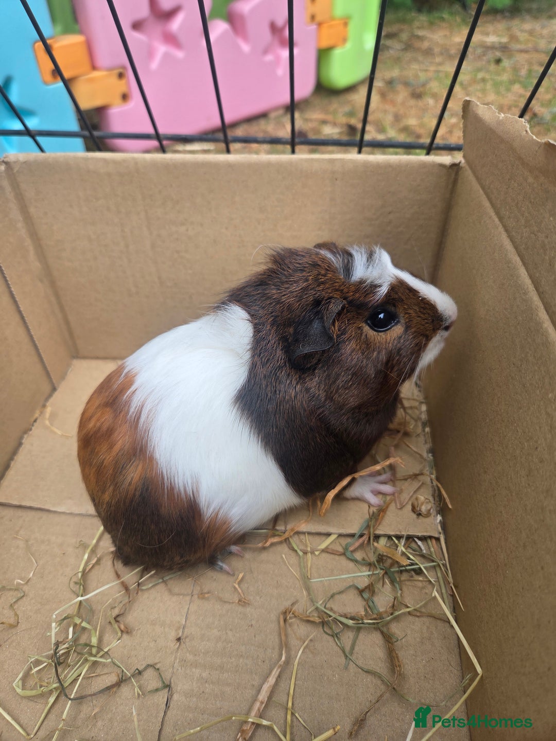 Guinea Pig rodents for sale: Lovely natured guinea pigs - Image 4