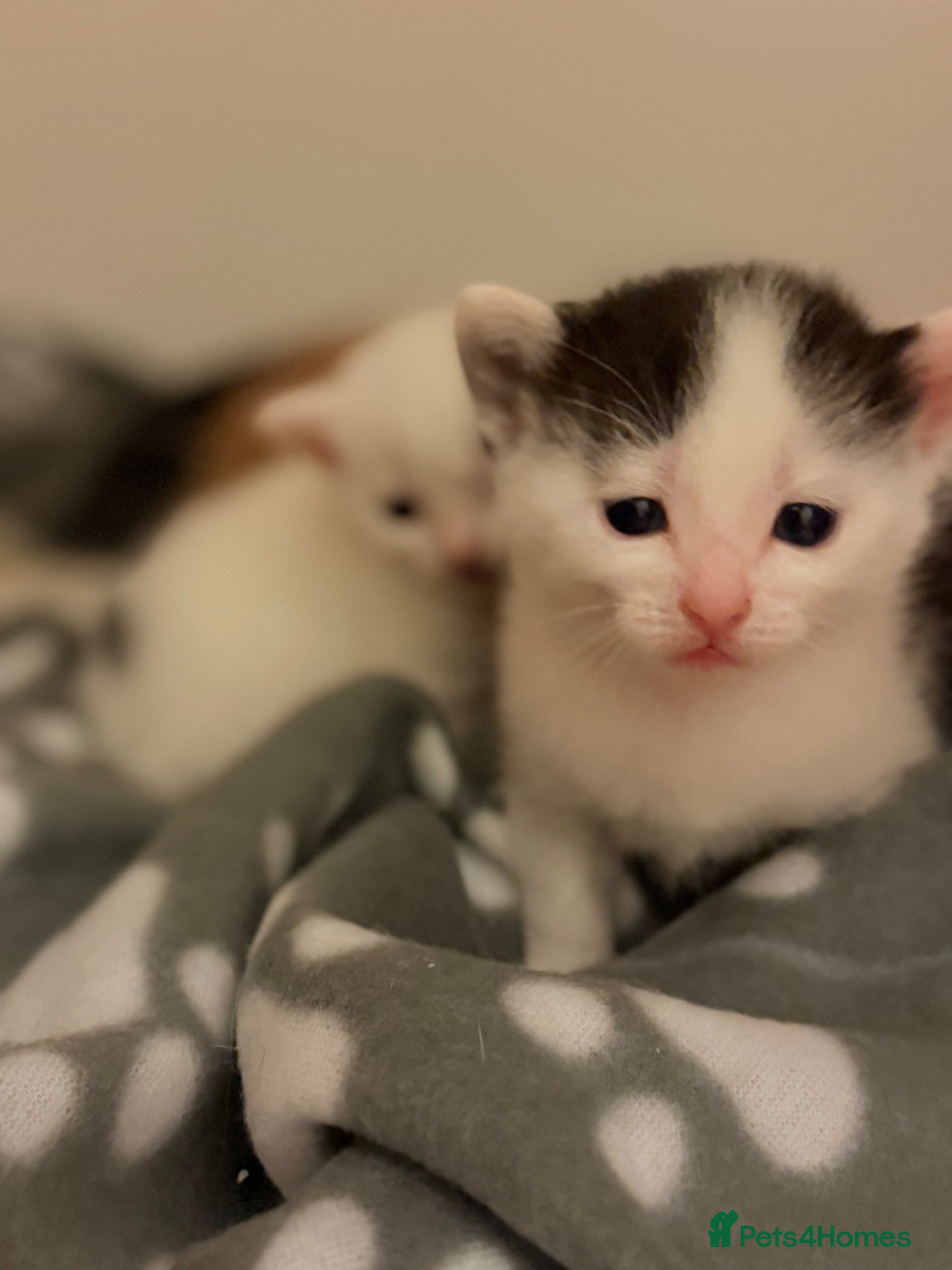 Mixed Breed cats Black & White Kitten for Sale 🐾 - Advert 4