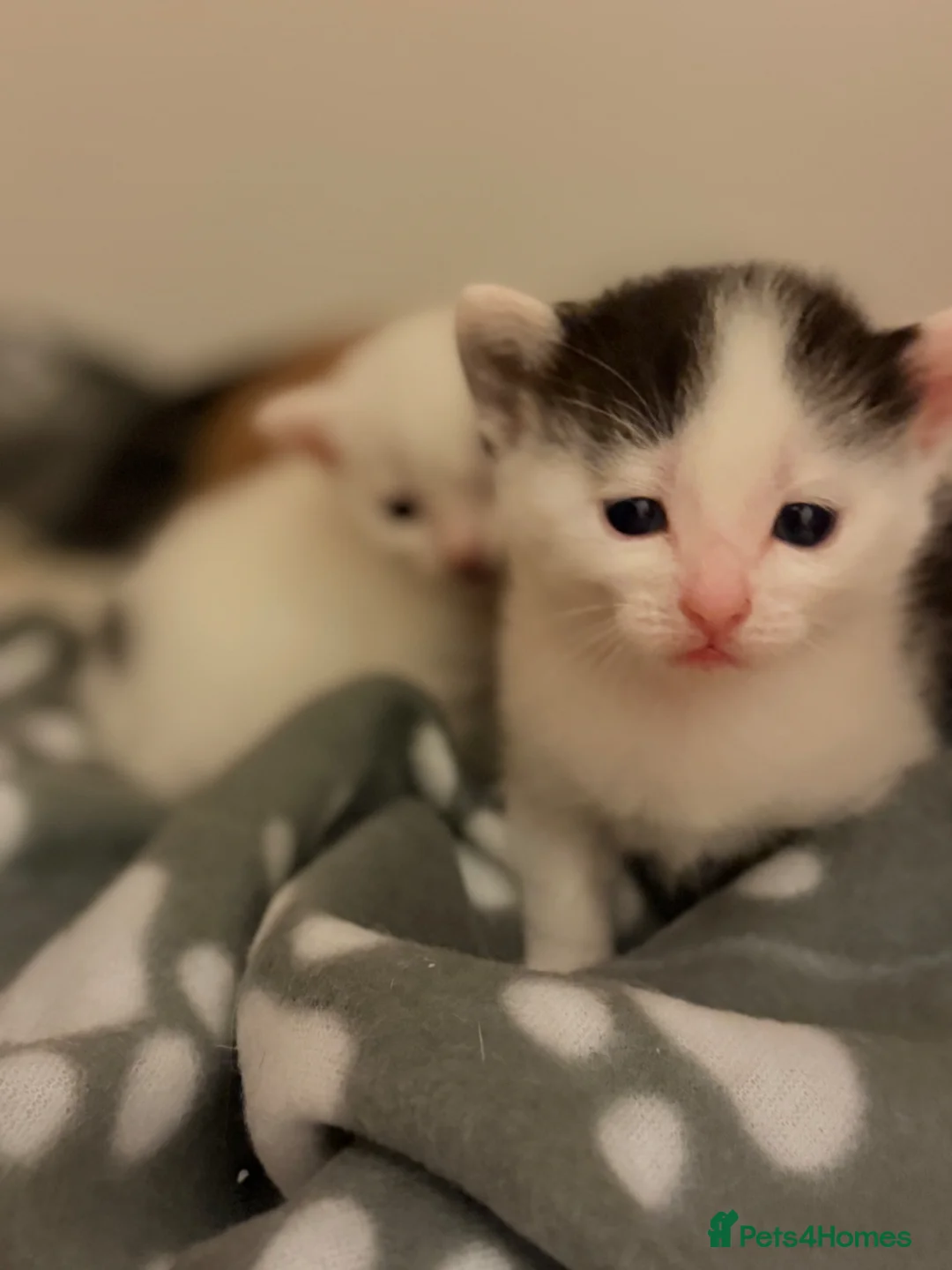 Mixed Breed cats for sale: Black & White Kitten for Sale 🐾 in Worcester - Advert 1