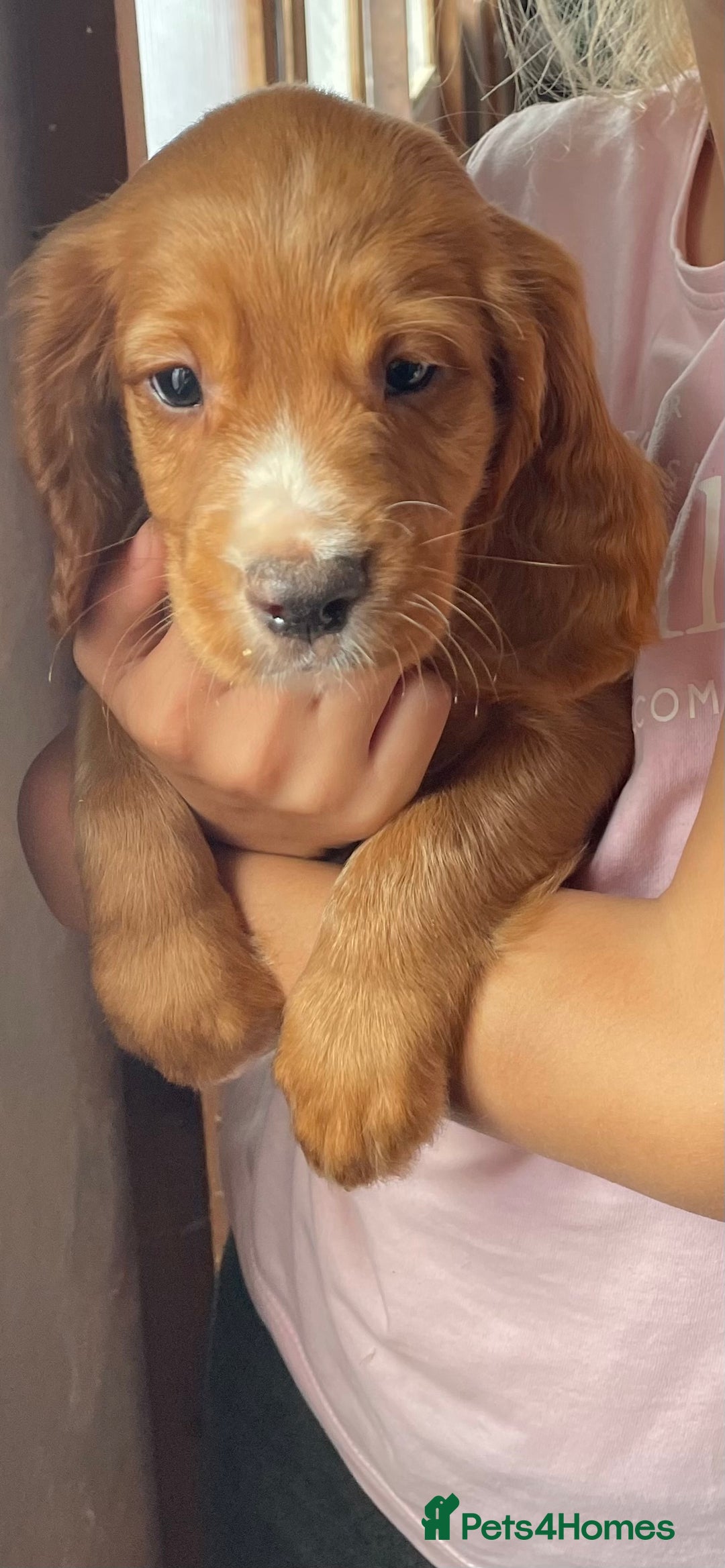 Cocker Spaniel dogs for sale: COCKER SPANIEL PUPS - Image 1