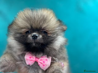 Pomeranian dogs Last KC girl and boy left,ready to leave Monday! - Advert 5