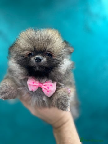 Pomeranian dogs Last KC girl and boy left,ready to leave Monday! - Advert 5