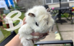 Guinea Pig rodents for sale: Guinea pigs 2 girls 1 boy - Image 3