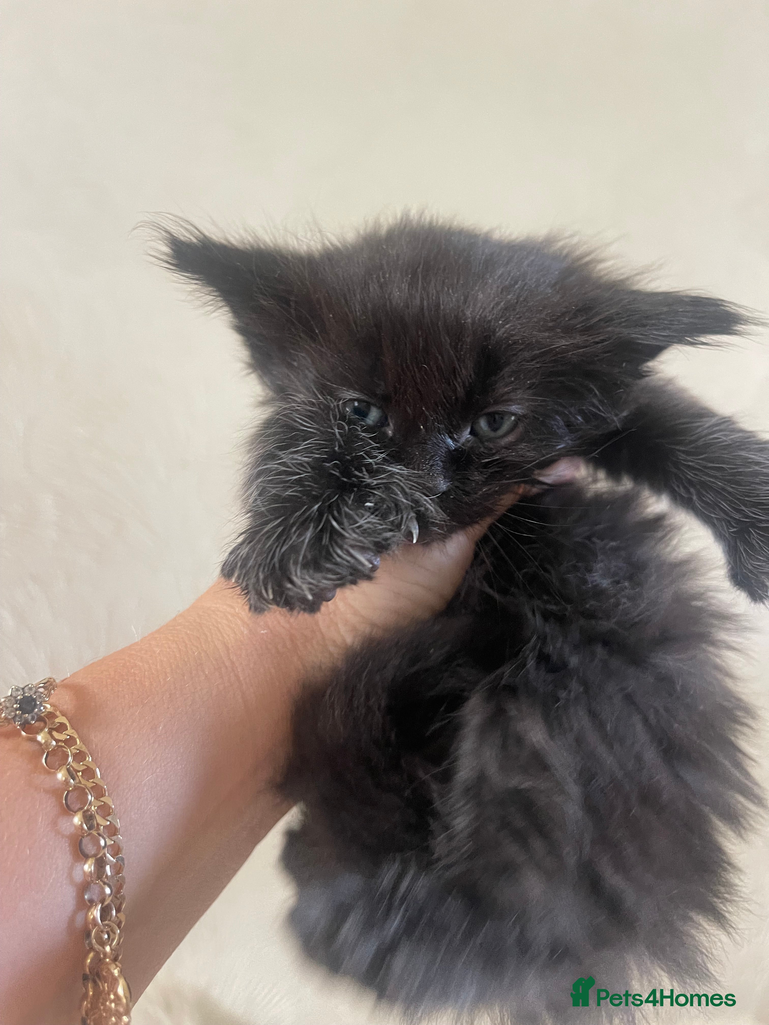 Maine Coon cats for sale: Maine Coon boy - Advert 8