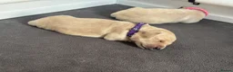 Golden Retriever dogs for sale: Golden retriever puppies waiting list open - Advert 7