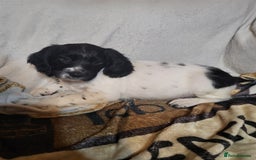 English Springer Spaniel dogs for sale: English springer spaniel pups  - Advert 26