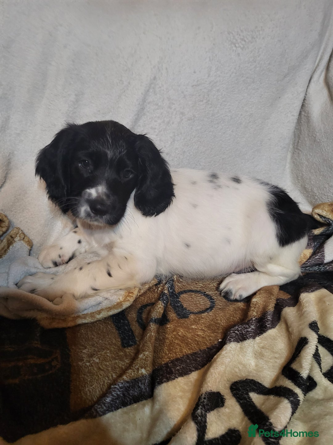English Springer Spaniel dogs for sale: English springer spaniel pups  - Advert 26