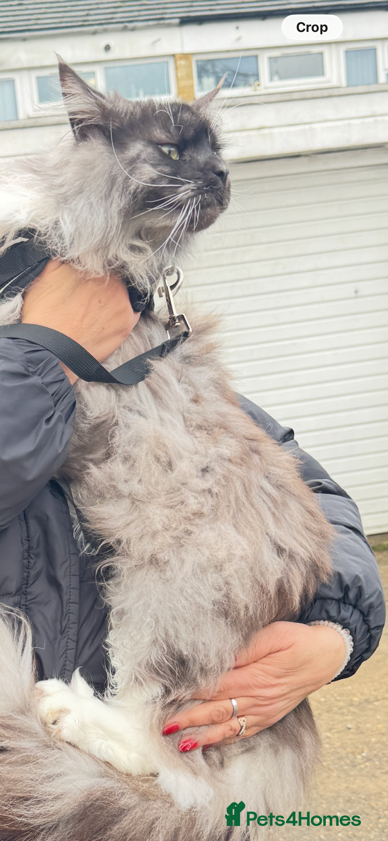 Maine Coon cats Pedigree Maine Coon, Storm in Thetford - Advert 1