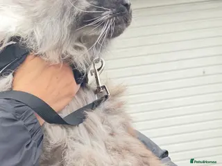 Maine Coon cats Pedigree Maine Coon, Storm in Thetford - Advert 1