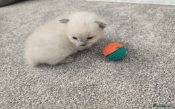 Ragdoll cats for sale: 💙 BLUEPOINT RAGDOLL BOY FOR SALE 💙 - Image 24